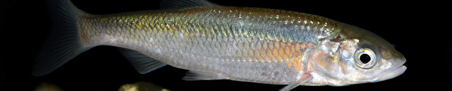 Unione Pescatori Sportivi del Garda