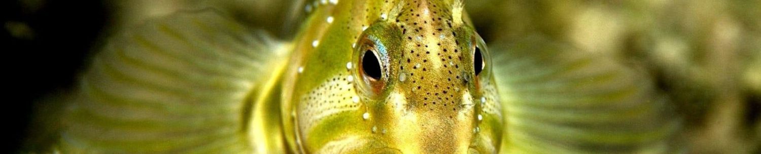 Unione Pescatori Sportivi del Garda